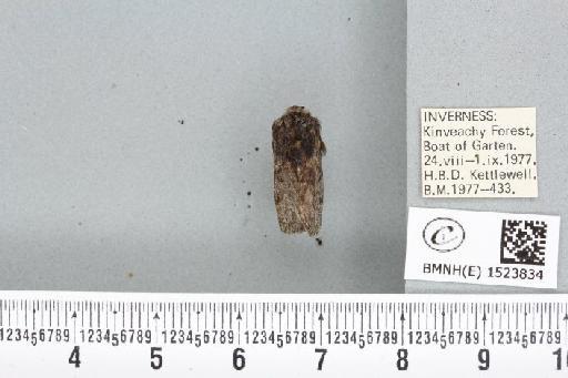 Trichiura crataegi (Linnaeus, 1758) - BMNHE_1523834_202370