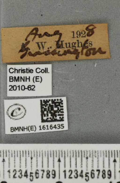Entephria flavicinctata ruficinctata (Guenée, 1858) - BMNHE_1616435_label_318885