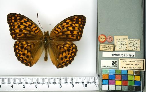 Fabriciana niobe niobe (Linnaeus, 1758) - NHMUK010576894_Argynnis_niobe_(Linnaeus)_Type_dorsal