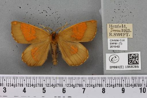 Angerona prunaria (Linnaeus, 1758) - BMNHE_1868286_441097