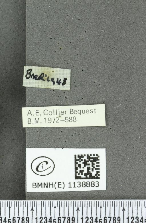 Thecla betulae (Linnaeus, 1758) - BMNHE_1138883_label_95327