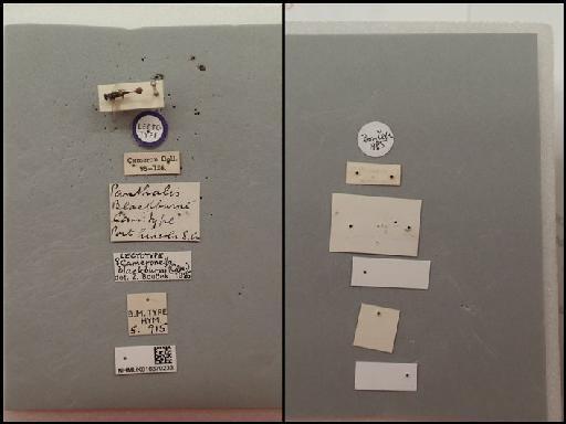 Cameronella blackburni (Cameron, 1888) - Cameronella blackburni_010370233_ST_5.915_F_labels.JPG