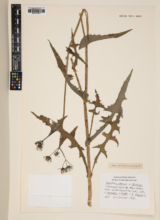 Sonchus arvensis L. × S. oleraceus L. - 001003827
