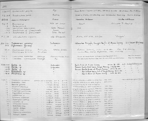 Cyclothone sp - Zoology Accessions Register: Fishes: 1986 - 1994: page 114