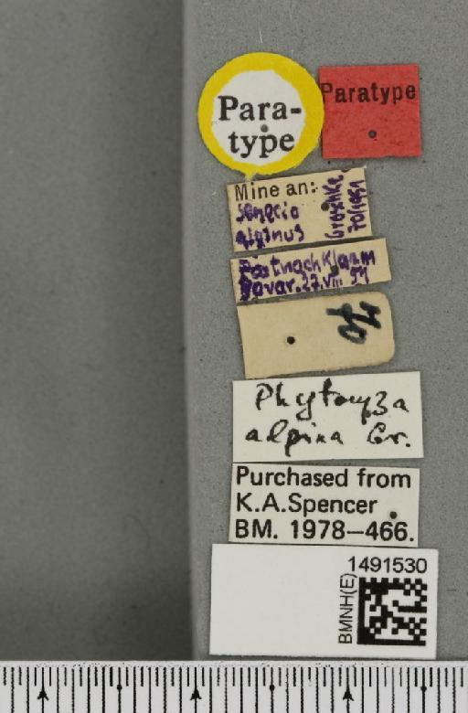 Phytomyza alpina Groschke, 1957 - BMNHE_1491530_label_53170