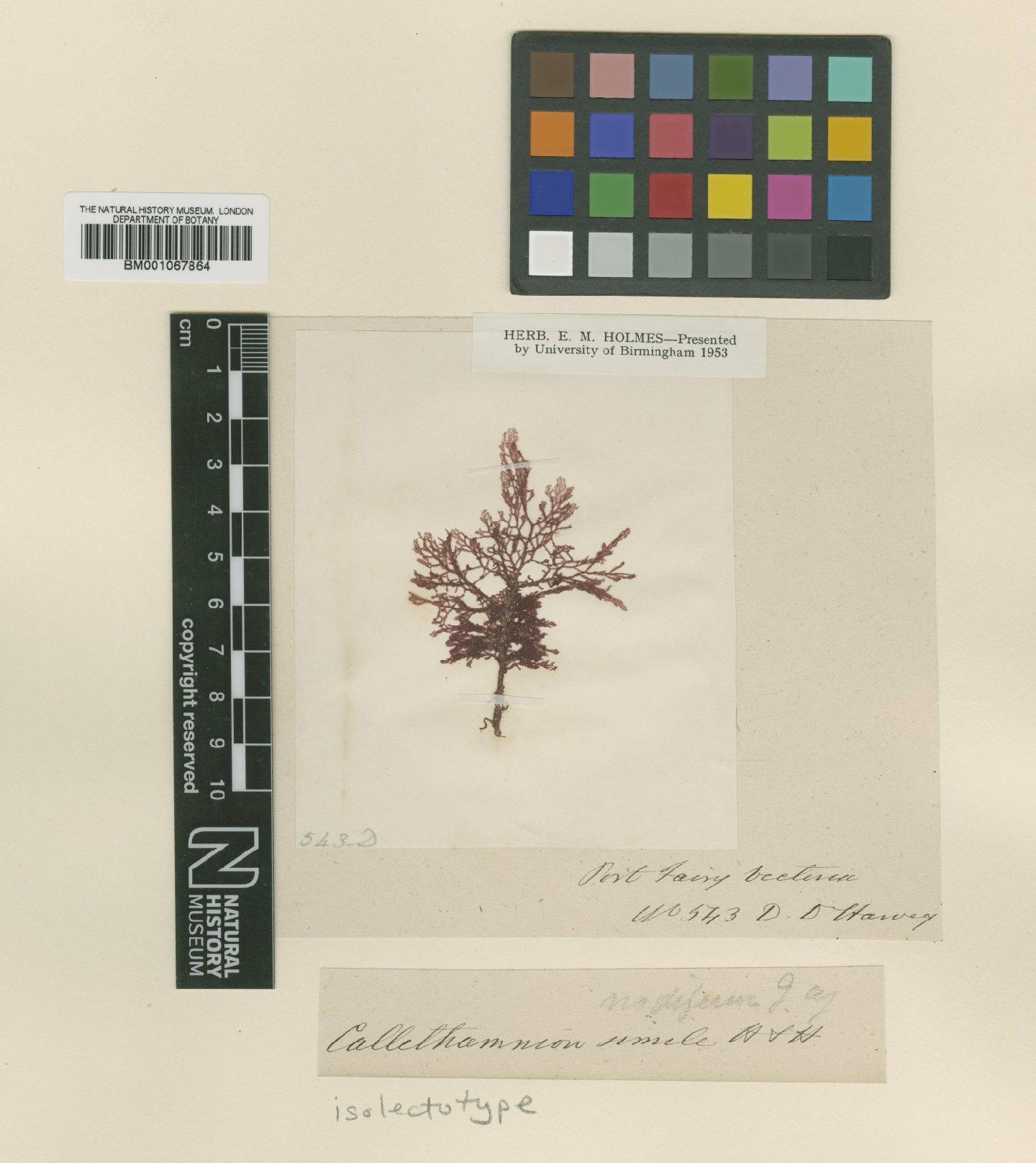 To NHMUK collection (Pterothamnion nodiferum (J.Agardh) Athanas. & Kraft; Isolectotype; NHMUK:ecatalogue:2328070)