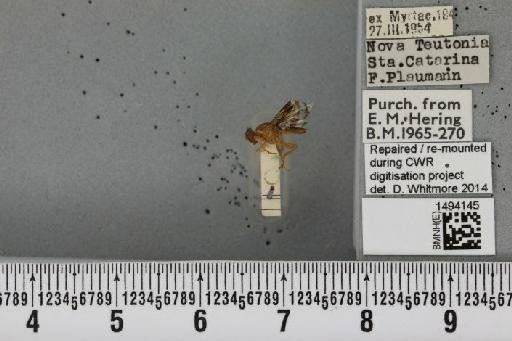 Anastrepha barbiellinii Lima, 1938 - BMNHE_1494145_43838