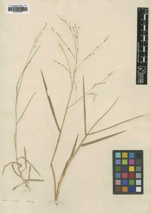 Oplismenus compositus (L.) P.Beauv. - BM000959551