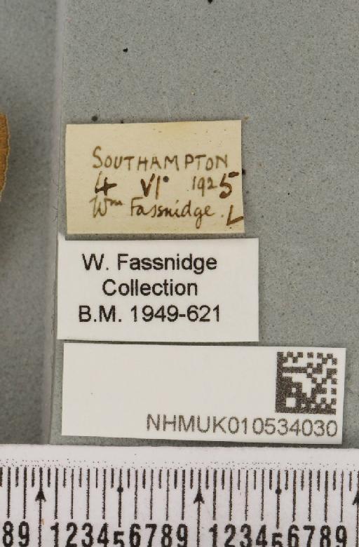 Charanyca trigrammica (Hufnagel, 1766) - NHMUK_10534030_label_587991