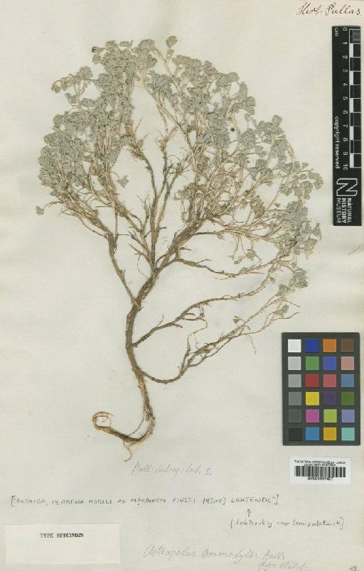 Astragalus ammodytes Pall. - BM000997407
