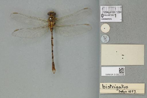 Onychogomphus bistrigatus Hagen, 1854 - 013323539_dorsal_2