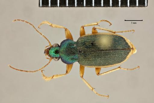 Chlaenius (Pseudochlaeniellus) puncticollis Dejean, 1826 - 2017-03-28 14-35-02 (C)-Chlaenius-puncticollis-NHMUK010583757