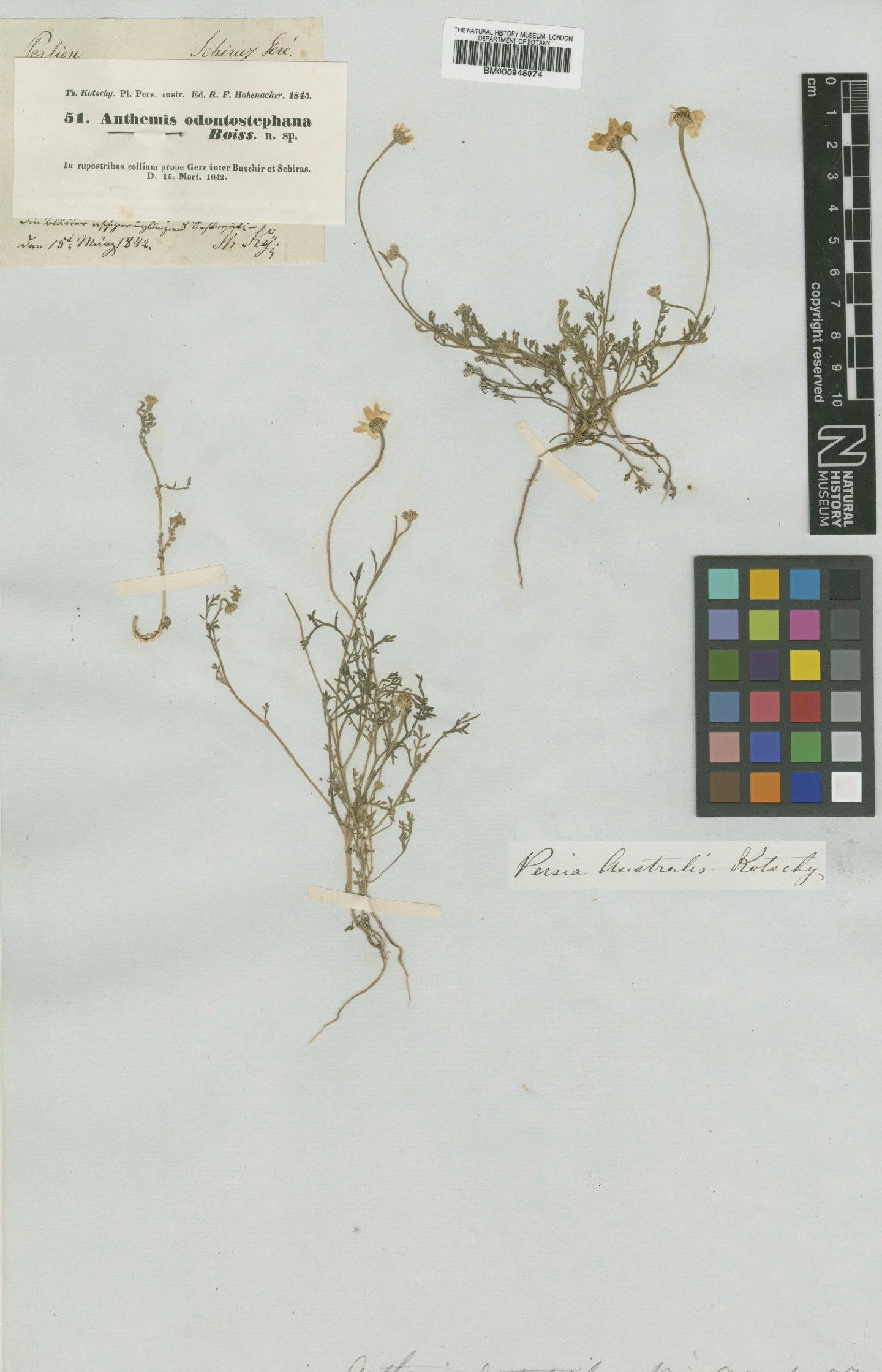 To NHMUK collection (Anthemis odontostephana Boiss.; Type; NHMUK:ecatalogue:474155)