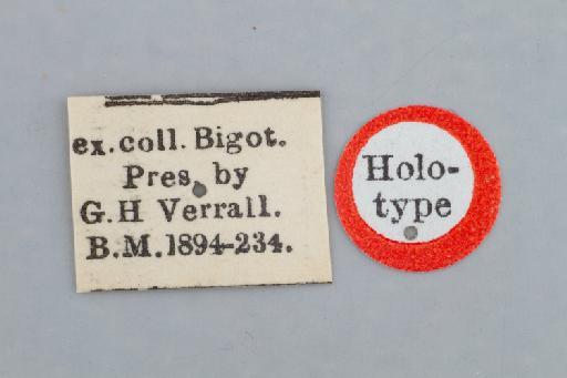 Allobaccha punctum (Bigot, 1884) - Baccha punctum HT labels