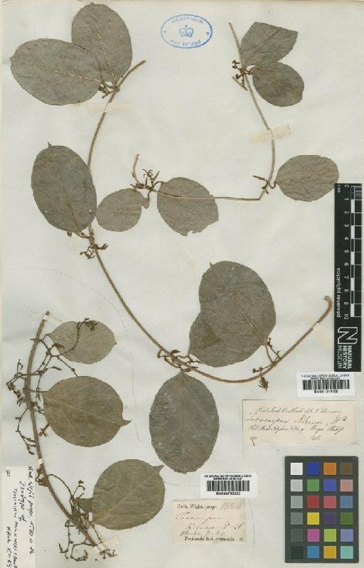 Toxocarpus kleinii Wight & Arn. - BM001014102