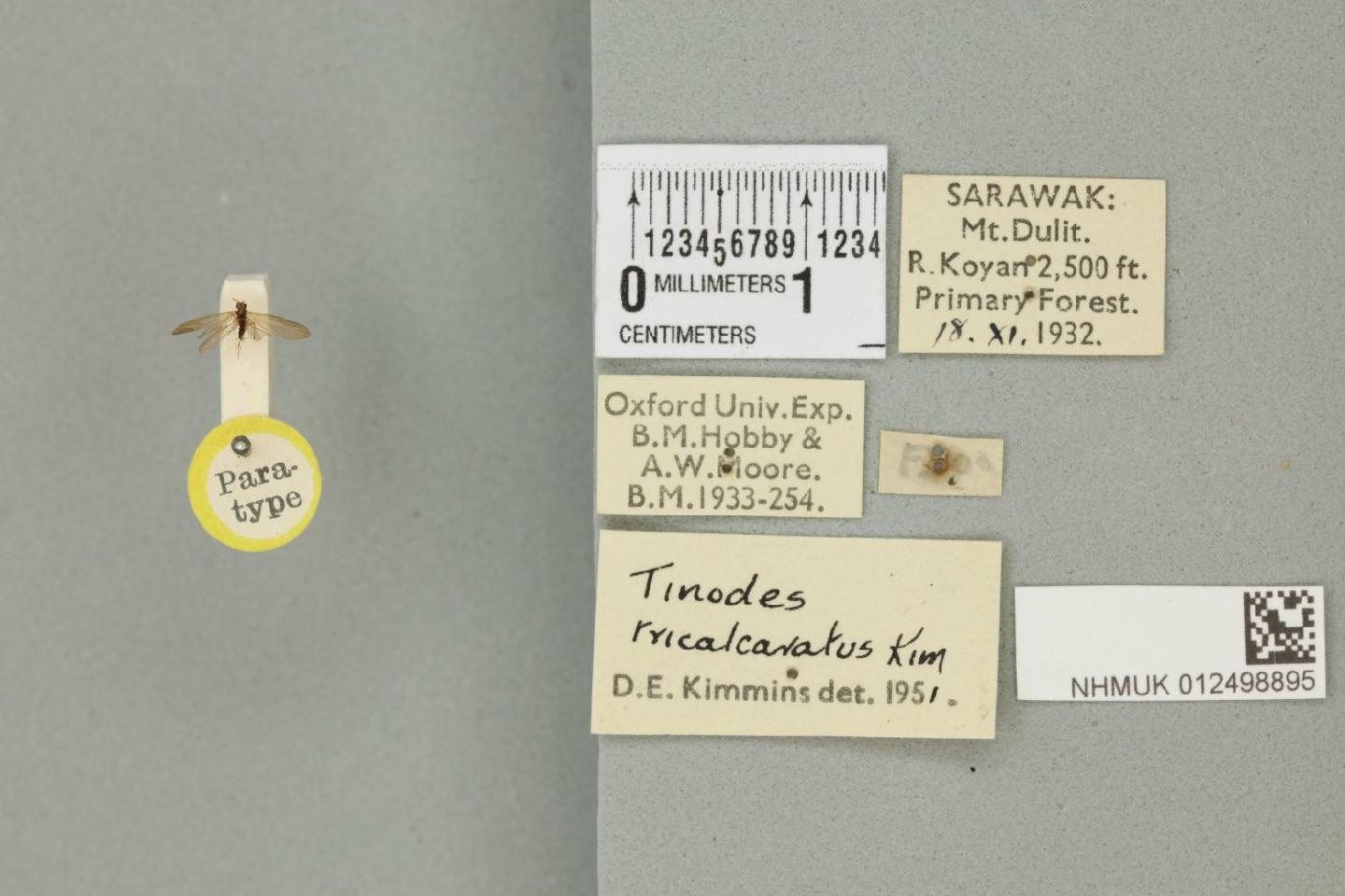 Tinodes tricalcaratus