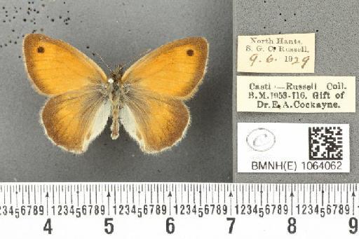 Coenonympha pamphilus ab. latiora Leeds, 1950 - BMNHE_1064062_25238