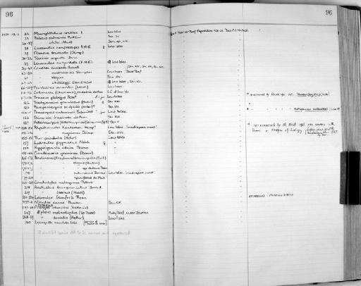 Coralliocaris graminea (Dana, 1852) - Zoology Accessions Register: Crustacea: 1935 - 1962: page 96