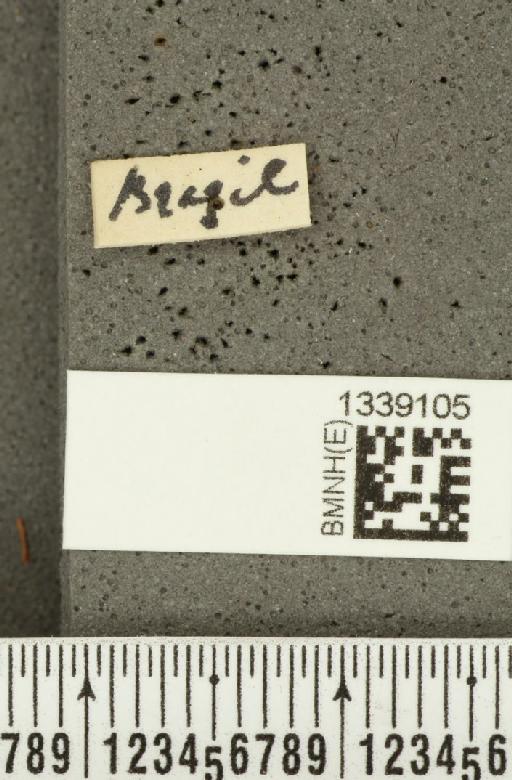 Acalymma bivittulum (Kirsch, 1883) - BMNHE_1339105_label_20484