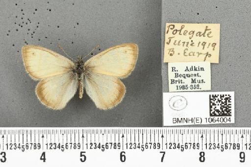 Coenonympha pamphilus ab. albescens Robson & Gardner, 1886 - BMNHE_1064004_25035