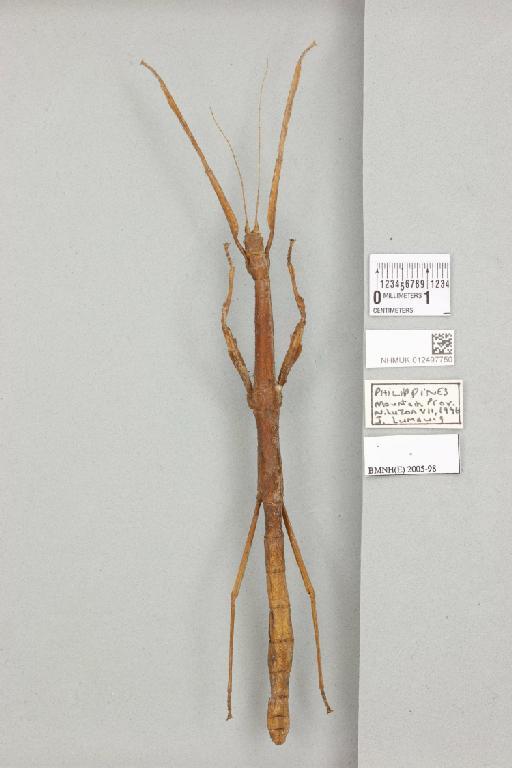 Mnesilochus haedulus Stål, 1877 - 012497750_72639_87206