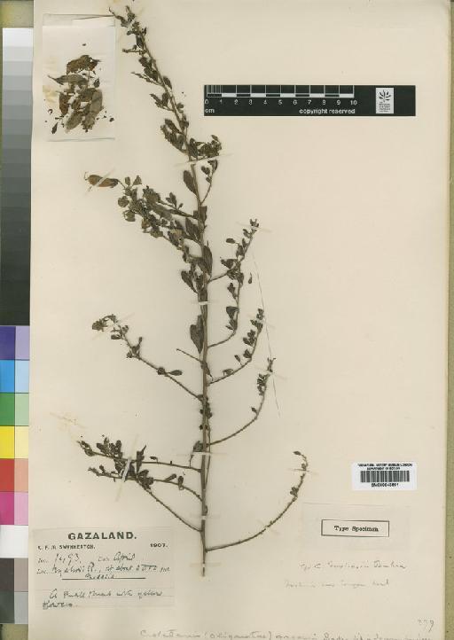 Crotalaria gazensis Baker f. - BM000843561