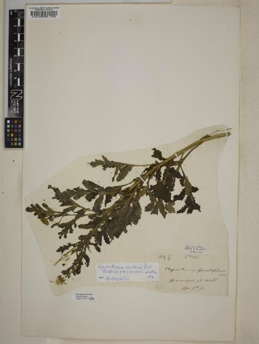 Argyranthemum broussonetii subsp. gomerensis Humphries - 000083898