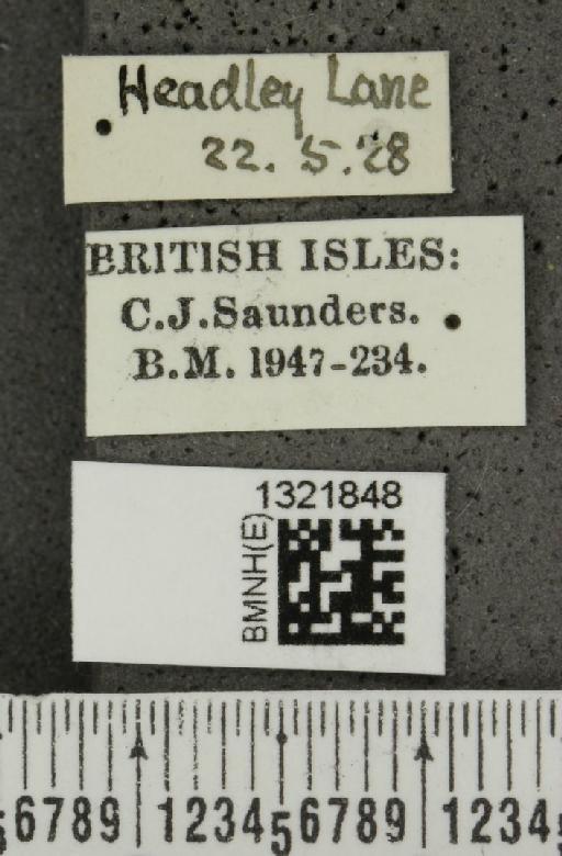 Epitrix atropae Foudras, 1861 - BMNHE_1321848_label_11735