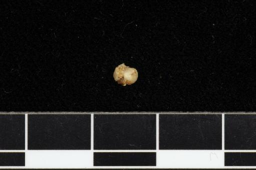 Hipposideros speoris pulchellus - 1913_4_10_13-Hipposideros_speoris_pulchellus-Type-Skull-fragment