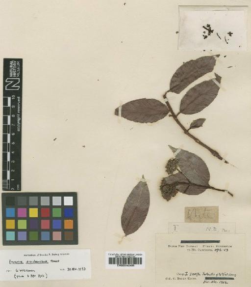 Psychotria wernhamiana S.Moore - BM000945468