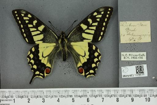 Papilio machaon britannicus Seitz, 1907 - BMNHE_1079550_64934