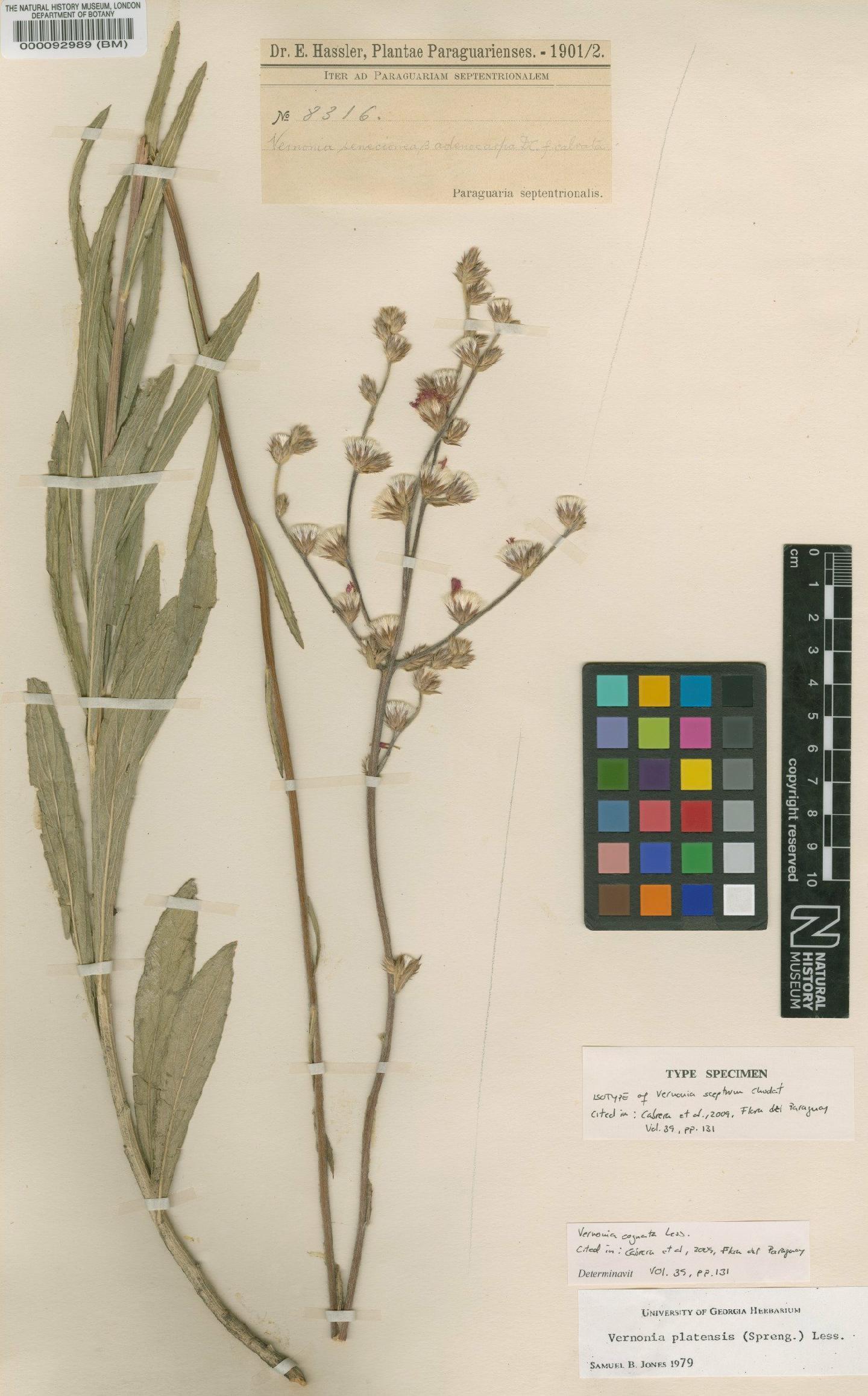 To NHMUK collection (Vernonia platensis (Spreng.) Less; Isotype; NHMUK:ecatalogue:4567582)