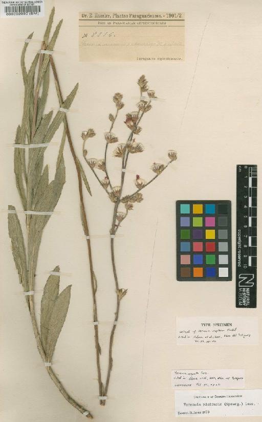 Vernonia platensis (Spreng.) Less - BM000092989