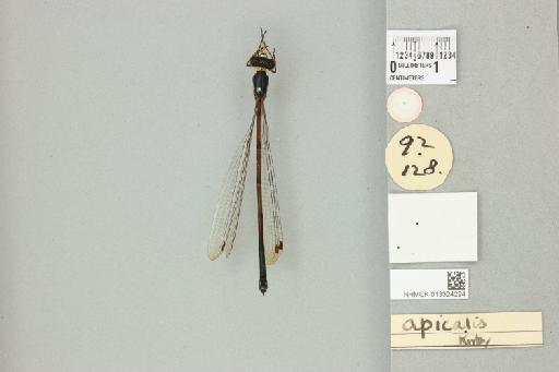 Neurothemis apicalis Kirby, 1889 - 013324294_dorsal_2