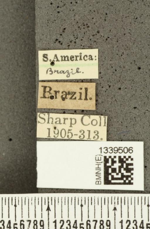 Isotes brasiliensis (Jacoby, 1888) - BMNHE_1339506_label_22535