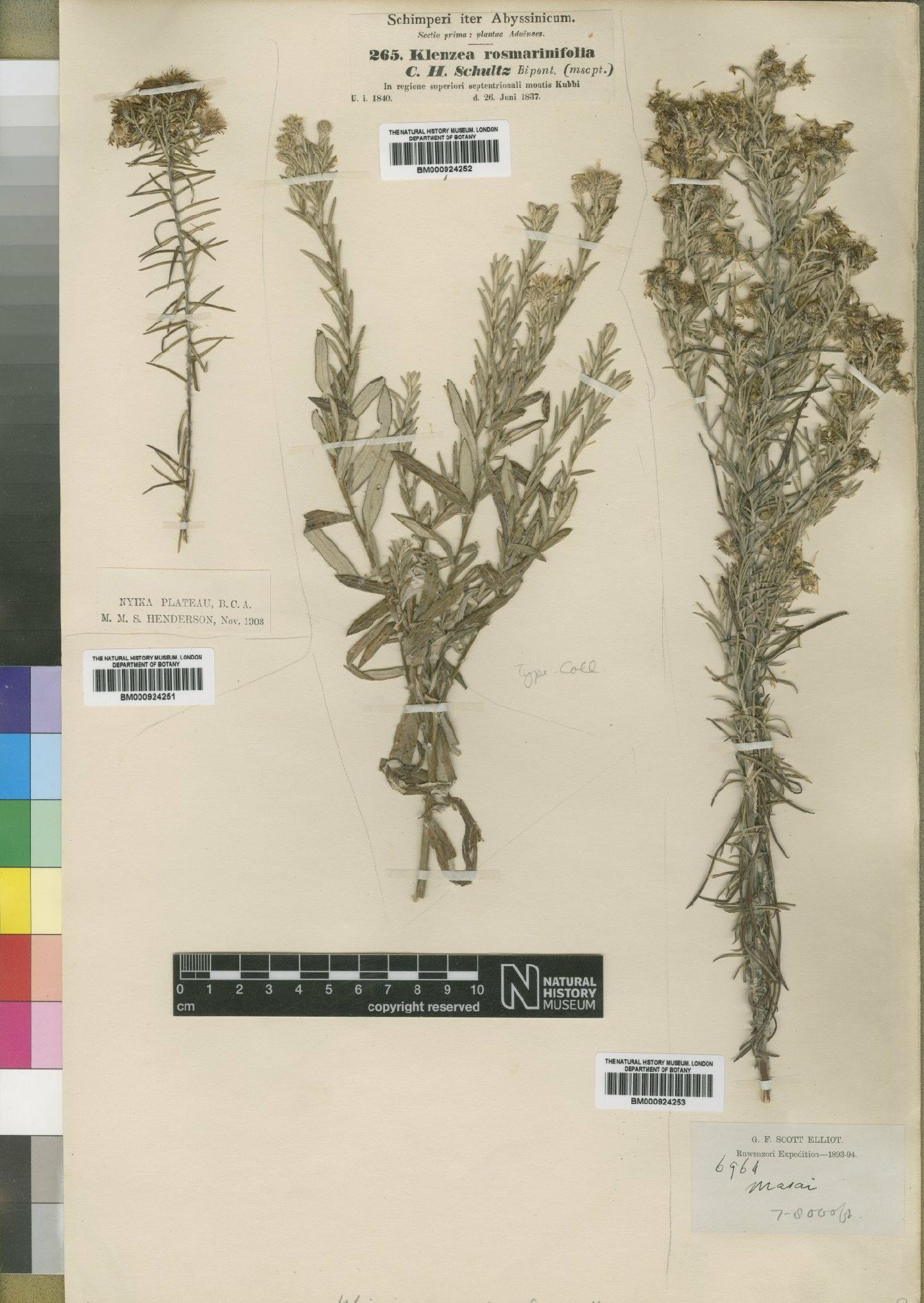 To NHMUK collection (Athrixia rosmarinifolia (Sch.Bip.) Oliv. & Hiern; TYPE; NHMUK:ecatalogue:4529279)