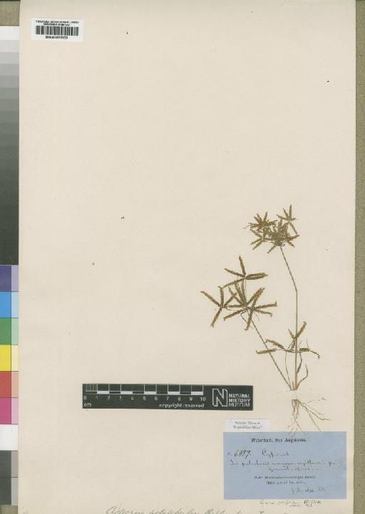 Pycreus pelophilus (Ridl.) C.B.Clarke - BM000922525