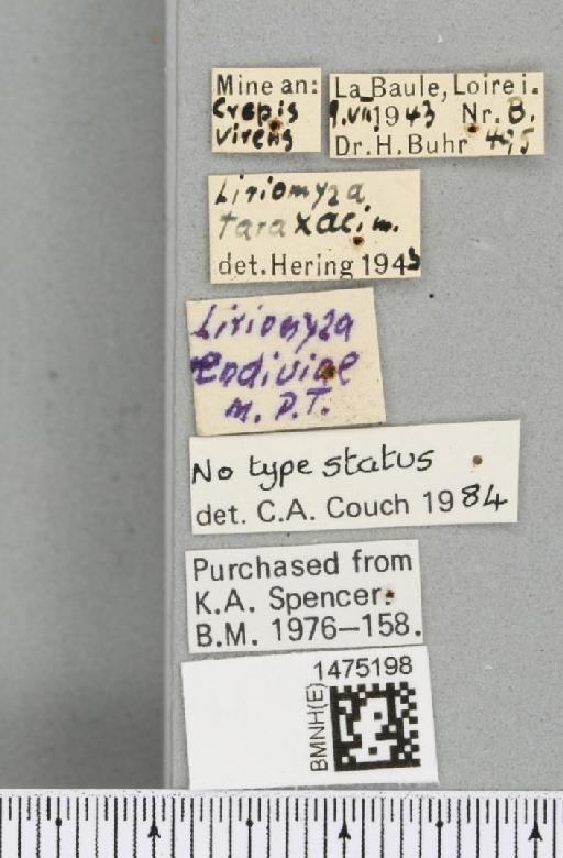 Liriomyza endiviae Hering, 1955 - BMNHE_1475198_label_49872