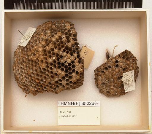 Polistes cinerascens Saussure, 1854 - Hymenoptera Nest BMNH(E) 650268