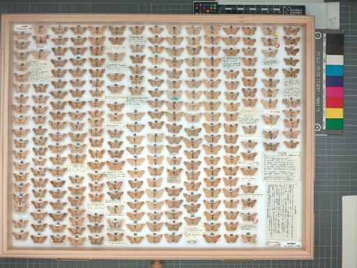 Idaea aversata ab. lividata Clerck, 1759 - 70_016_1