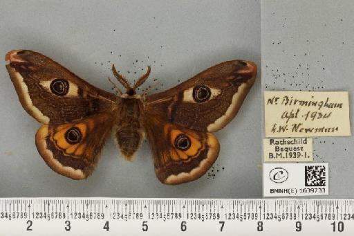 Saturnia pavonia (Linnaeus, 1758) - BMNHE_1639733_203710