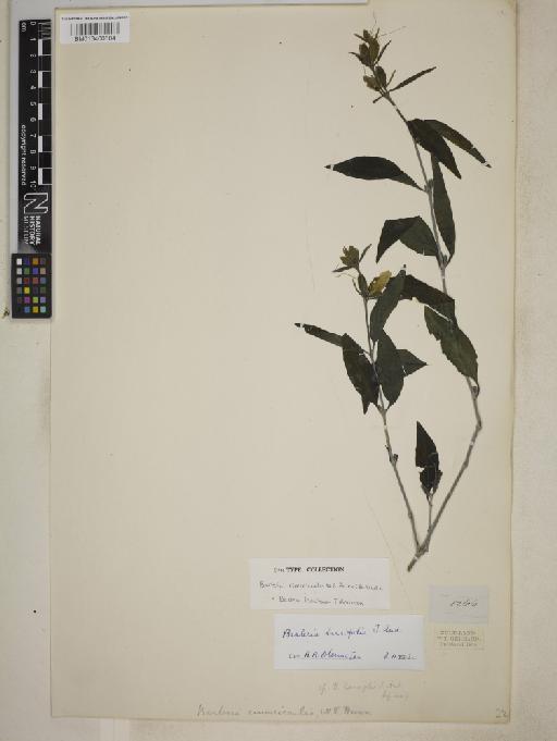 Barleria lancifolia T.Anderson - BM013400584