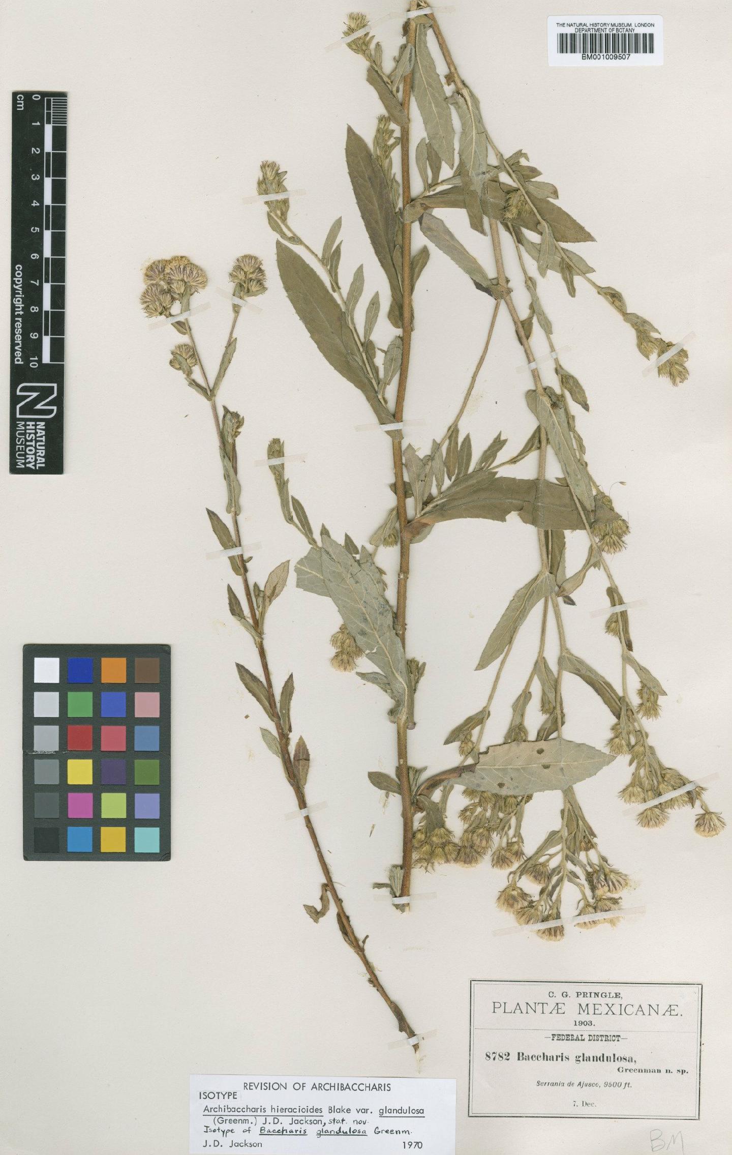 To NHMUK collection (Archibaccharis hieracioides var. glandulosa (Greenm.) J.D.Jacks.; Isotype; NHMUK:ecatalogue:611875)