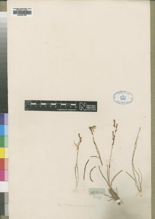 Chlorophytum undulatum (Jacq.) Oberm. - BM000911781