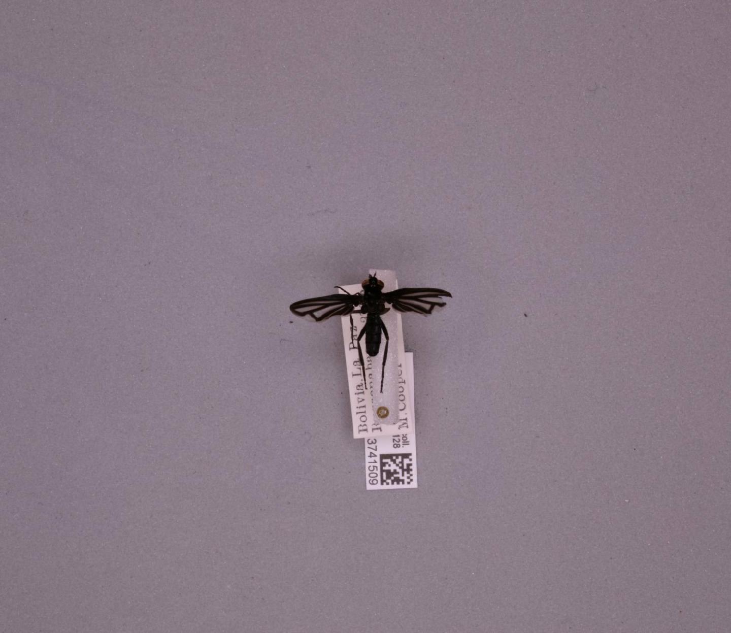 Bibiomima handlirschi