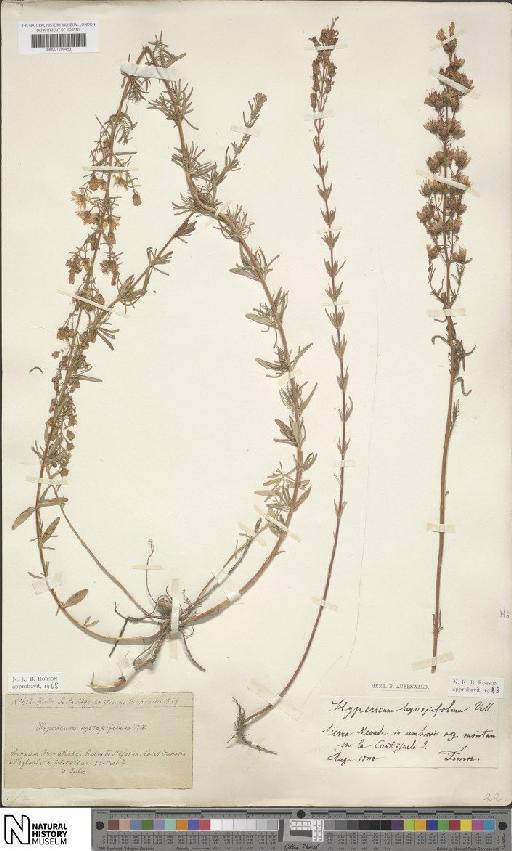 Hypericum hyssopifolium Chaix - BM001200453