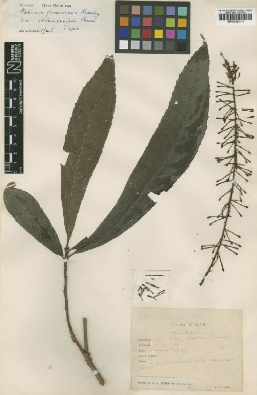 Helicia formosana var. oblanceolata Sleumer - BM000951114