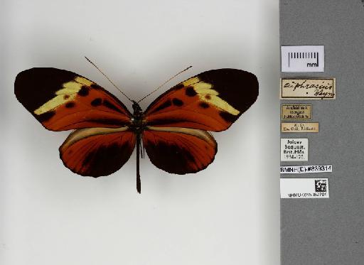 Heliconius euphrasius Weymer - 015052704_Heliconius_numata_euphrasius_Dorsal