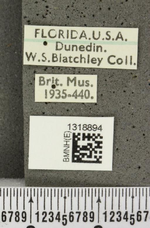 Systena frontalis (Fabricius, 1801) - BMNHE_1318894_label_26191