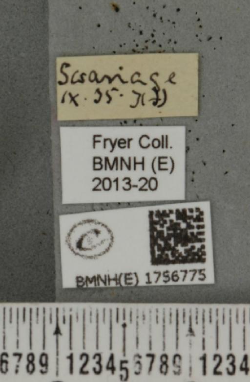 Scopula marginepunctata (Goeze, 1781) - BMNHE_1756775_label_322011